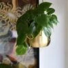 Philodendron Scandens And Atsu Brass Hanging Planter