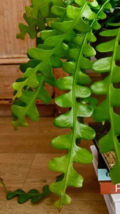 Extra Large Epiphyllum Anguliger (Fishbone Cactus, Ric Rac Cactus) -Happy House Plants Sale Store 98bb8d 2cdf538b395045178d1c7d06d4328c91 mv2