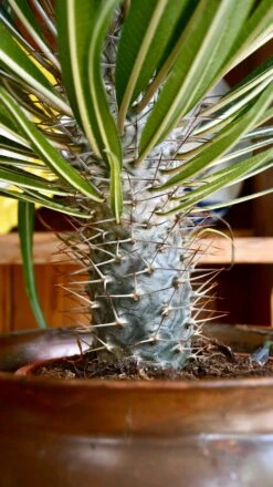 Pachypodium Lamerei | Madagascar Palm -Happy House Plants Sale Store 98bb8d 2e69f4b6e1ed4385ae870429052f3497 mv2