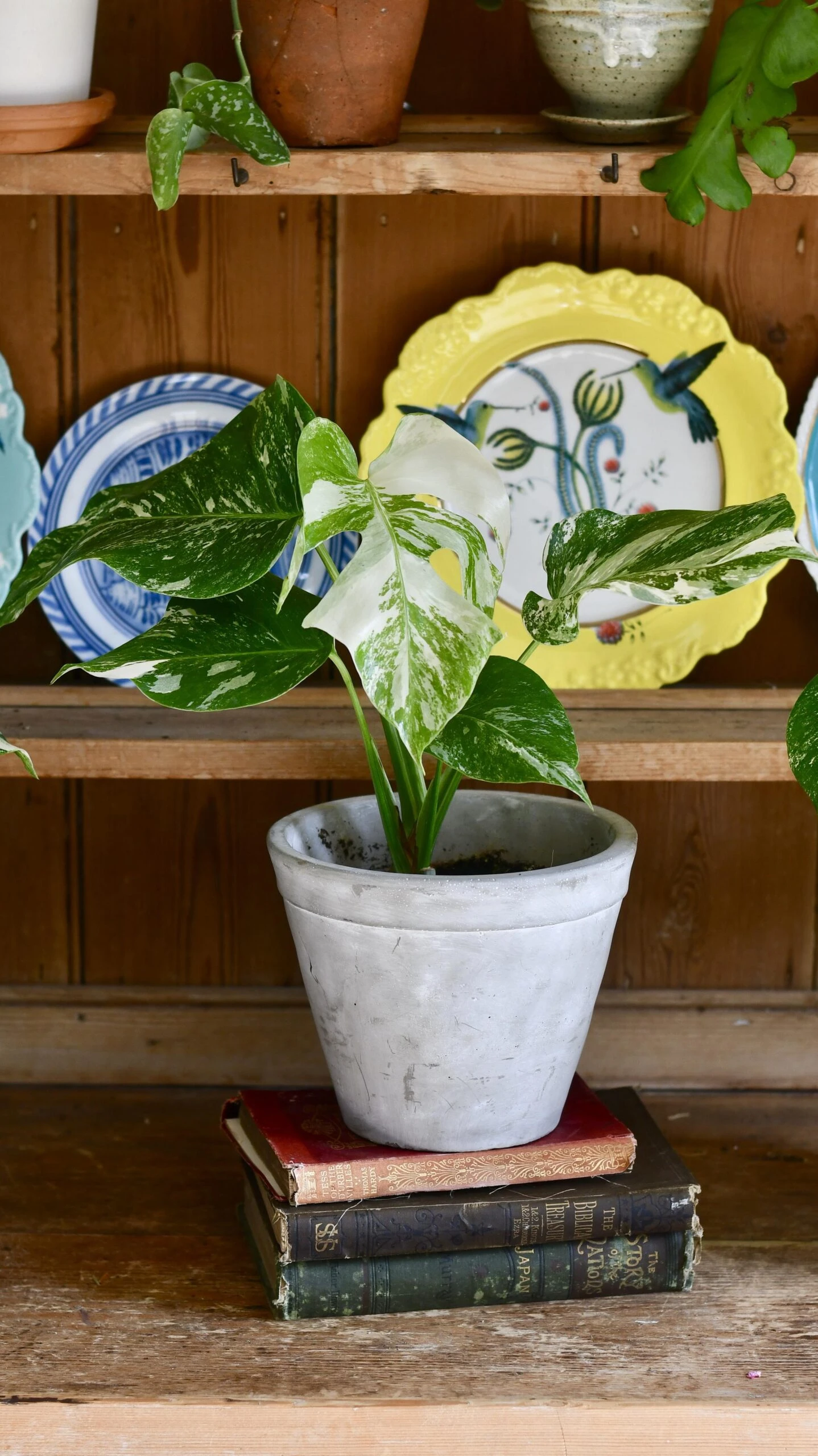 Variegated Monstera - Lots Of White Variegation 12cm X 40cm 2 Variegated Monstera - Lots Of White Variegation 12cm X 40cm - Image 2