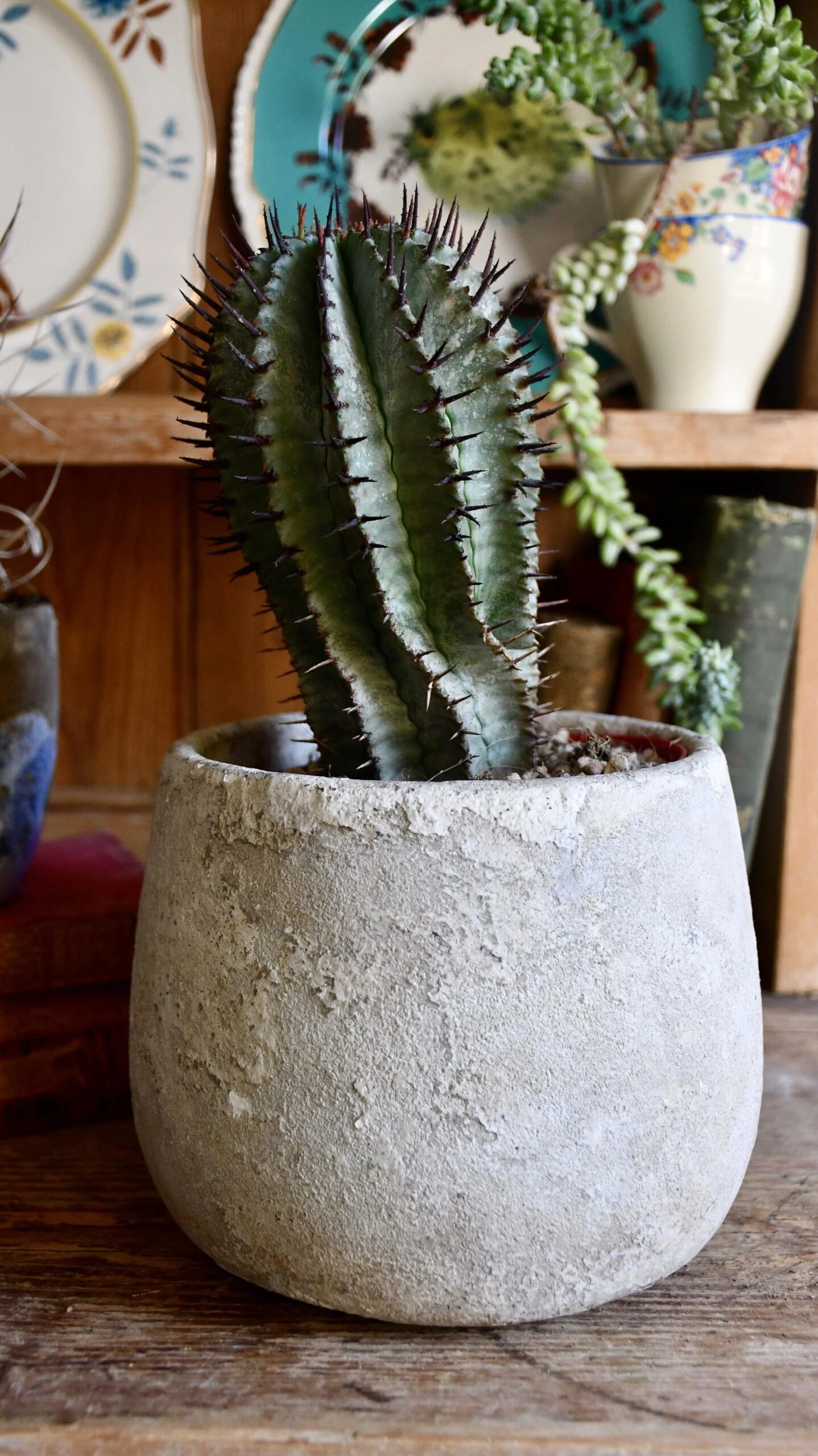 Euphorbia Horrida (African Milk Barrel) 4 Euphorbia Horrida (African Milk Barrel) - Image 4