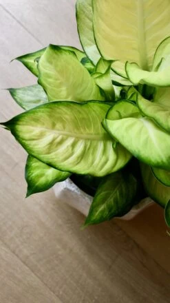 Dieffenbachia Summer (Dumb Cane Or Leopard Lily) -Happy House Plants Sale Store 98bb8d 30f642e3f2264b0789afc531b2c74df1 mv2 d414c5e9 3460 4bf4 bbc6 8a6e8cb51a65