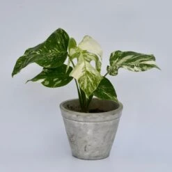 Variegated Monstera - Lots Of White Variegation 12cm X 40cm 14 Variegated Monstera - Lots Of White Variegation 12cm X 40cm -Happy House Plants Sale Store 98bb8d 3100847de9204221a5c19dbdbfe7d8ff mv2 4d2839a1 479e 4f36 b567 781984261a39