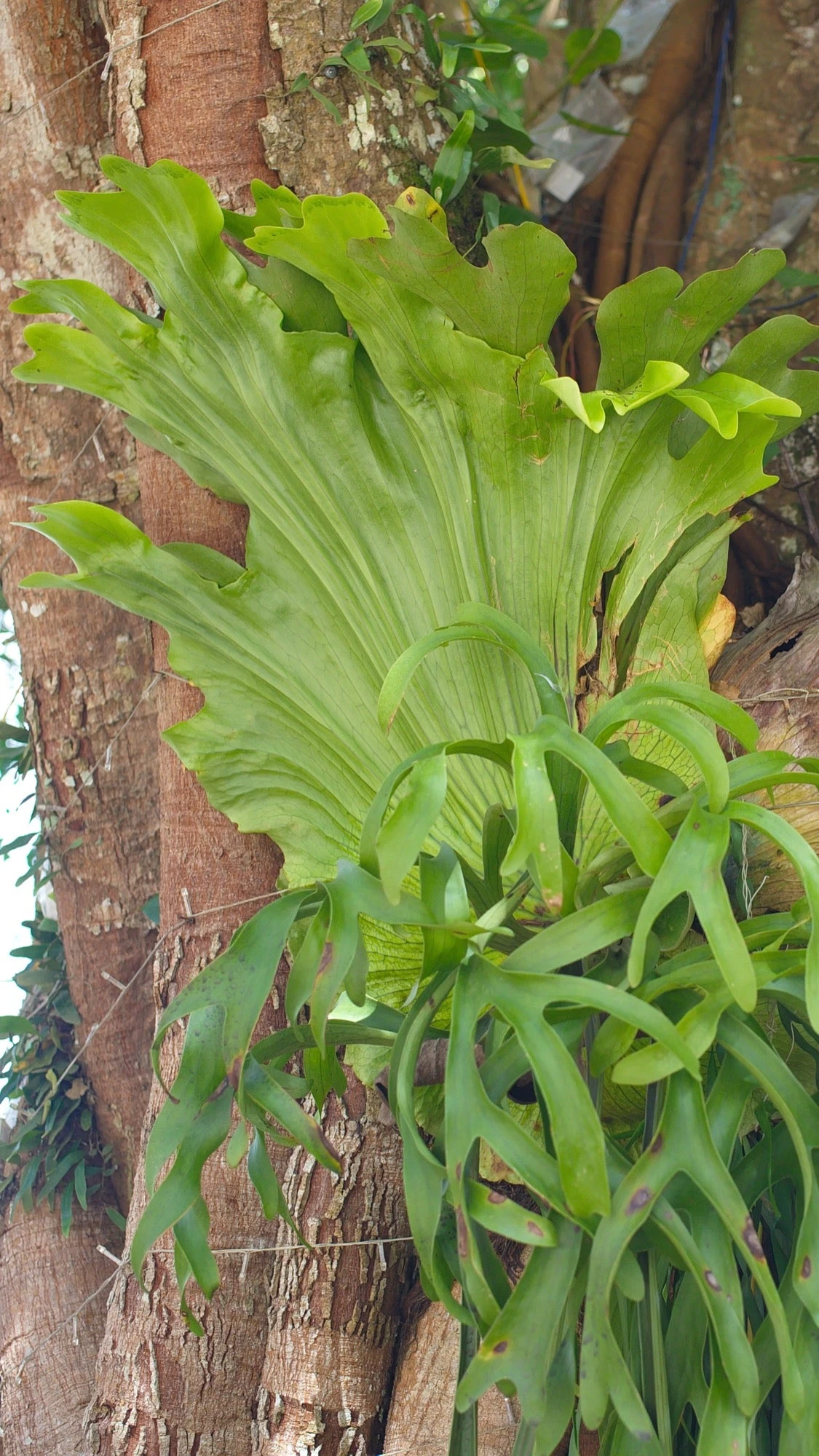 Platycerium Superbum | Staghorn Fern *rare* 1 Platycerium Superbum | Staghorn Fern *rare*