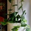 Scindapsus Pictus & Hanging Basket