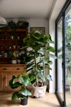 Extra Large Ficus Umbellata -Happy House Plants Sale Store 98bb8d 3283da882acc462aa148ddb4f069db77 mv2