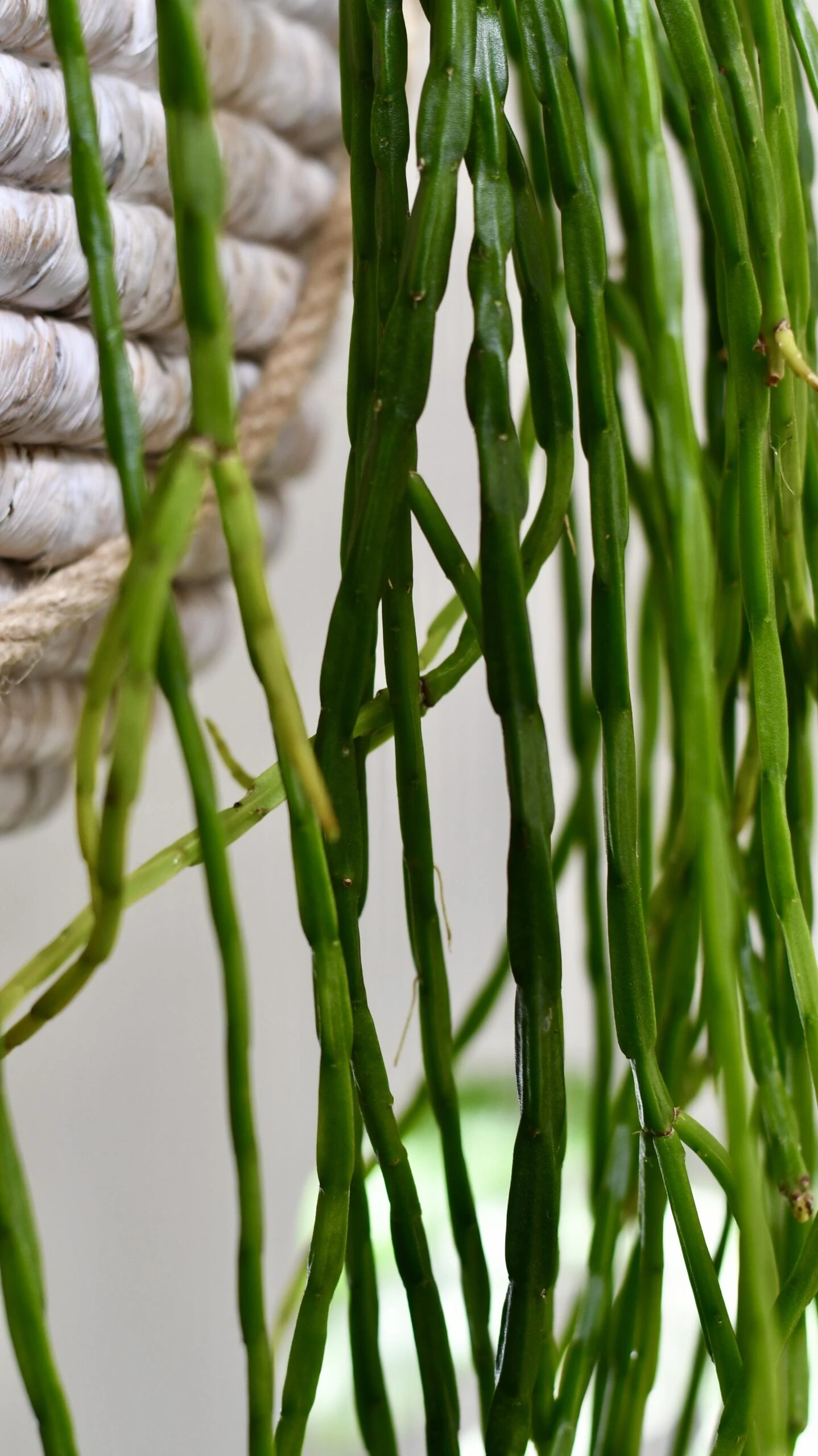 Rhipsalis Paradoxa - Chain Cactus 5 Rhipsalis Paradoxa - Chain Cactus - Image 5