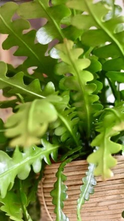 Large Epiphyllum Anguliger -Happy House Plants Sale Store 98bb8d 3293f14310c742f580b4874e78d52d9d mv2