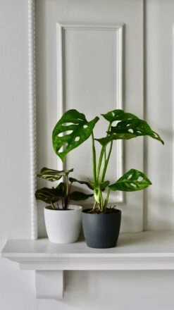 Baby Monstera Adansonii & Pot | Monkey Mask | Mini Swiss Cheese Plant -Happy House Plants Sale Store 98bb8d 33e2762d610d457f830aab09cfd49294 mv2