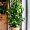 Indoor Weeping Fig Tree | Ficus Benjamina | Ficus Benjamina Weeping Fig Tree