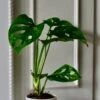 Baby Monstera Adansonii & Pot | Monkey Mask | Mini Swiss Cheese Plant
