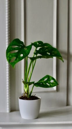 Baby Monstera Adansonii & Pot | Monkey Mask | Mini Swiss Cheese Plant