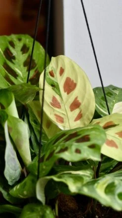Variegated Maranta Leuconeura Kercho *rare* -Happy House Plants Sale Store 98bb8d 3491b4af5d2f4b87977b9305865421f2 mv2