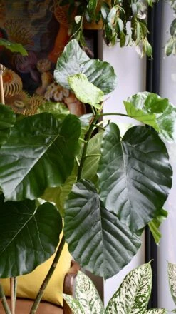 Ficus Umbellata (Extra Large Tree Form) -Happy House Plants Sale Store 98bb8d 34c0f3c84d60452483404ad55e81d51f mv2