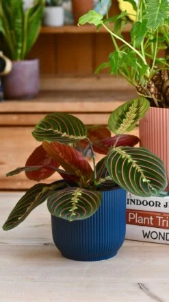 Maranta Fascinator & Vibes Pot -Happy House Plants Sale Store 98bb8d 34f88cb35de045e0a75a6f9203ac7d90 mv2