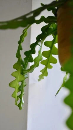 Large Epiphyllum Anguliger -Happy House Plants Sale Store 98bb8d 3506bddebcde4cf4b2265dfac45afc51 mv2