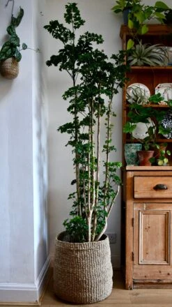 Polyscias Roble, Aralia Roble -Happy House Plants Sale Store 98bb8d 35af940b6e8e46bb98100fbc3337bf9b mv2