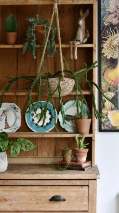 Rhipsalis Pentaptera *rare* -Happy House Plants Sale Store 98bb8d 3609f86f2e6e4cbba2520233d8af8002 mv2