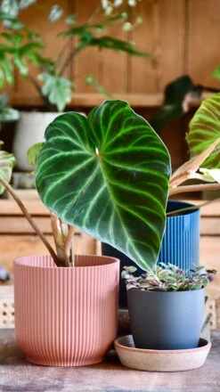 Philodendron Verrucosum -Happy House Plants Sale Store 98bb8d 3644b94a05fa44919b9b4fa23e8a3b3c mv2