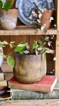 Dischidia Ovata (Watermelon Dischidia) -Happy House Plants Sale Store 98bb8d 36739ea608994beaa0457a838177c4d6 mv2