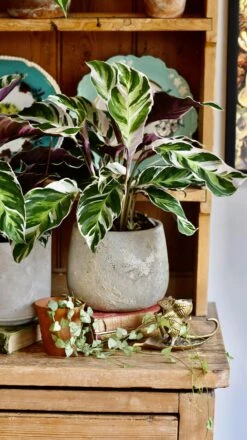 Calathea White Fusion -Happy House Plants Sale Store 98bb8d 3717406db9aa48c59e39e228f66c6a7a mv2