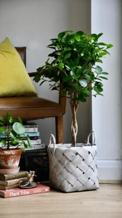 Ficus Microcarpa (Chinese Banyan Tree) -Happy House Plants Sale Store 98bb8d 3765b949d28e49dfb6d40e3eddc30abc mv2 d8b60f16 ad0f 44eb 96b3 d11388ff3e18