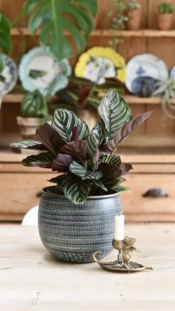 Calathea Sanderiana - Pinstripe - Prayer Plant -Happy House Plants Sale Store 98bb8d 378cb26320cc4c7d802e056b0e1270ef mv2 83ee43e2 1242 4694 b66f 4d840e321215