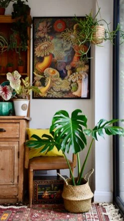 Medium Monstera Deliciosa (Elegant Stem Form) -Happy House Plants Sale Store 98bb8d 37d32896282f4f13a8385079cf5c8e74 mv2