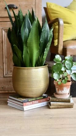 Sansevieria Trifasciata Black Dragon 11 Sansevieria Trifasciata Black Dragon -Happy House Plants Sale Store 98bb8d 38189d7b92f049b8afd75b356ba67e74 mv2 a3a8723e d7da 4c64 bf36 6676fb643ca2