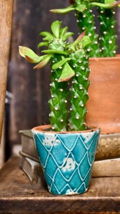 Euphorbia Neorubella | Monadenium Guentheri Baby Cactus 10 Euphorbia Neorubella | Monadenium Guentheri Baby Cactus -Happy House Plants Sale Store 98bb8d 3888dc7d109d4f12b0935df3d8335f0b mv2