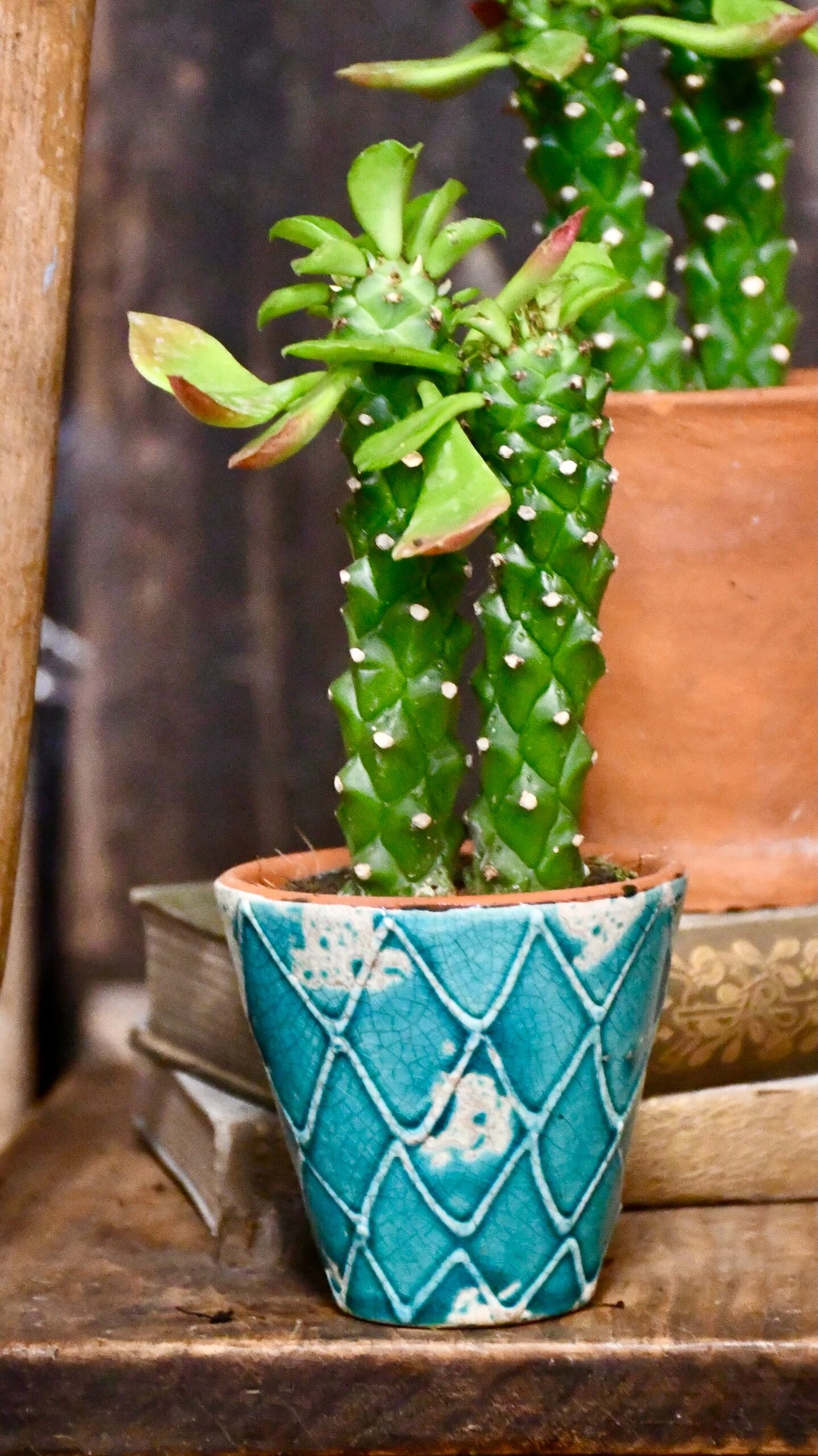 Euphorbia Neorubella | Monadenium Guentheri Baby Cactus 5 Euphorbia Neorubella | Monadenium Guentheri Baby Cactus - Image 5