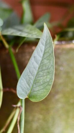 Epipremnum Cebu Blue (Cebu Blue Pothos, Epipremnum Pinnatum) -Happy House Plants Sale Store 98bb8d 389d314d2c264672bd9a9544d2eb51ae mv2
