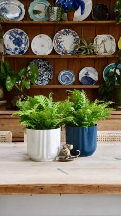 Small Blechnum Gibbum (Silver Lady) -Happy House Plants Sale Store 98bb8d 38ab30467f5642409121ec4301dee2fd mv2