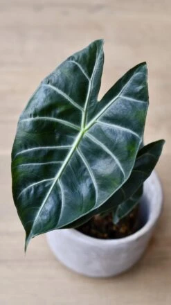 Alocasia Calidora (Pink Dragon Alocasia) -Happy House Plants Sale Store 98bb8d 39971bcc311e4582b9a074ce9e541e37 mv2