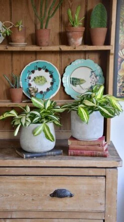 Dracaena Surculosa 'Milky Way' -Happy House Plants Sale Store 98bb8d 3af2de233f954f9a90a38593b06d2985 mv2