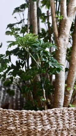 Polyscias Roble, Aralia Roble -Happy House Plants Sale Store 98bb8d 3b396a44b46a423db293bc6e6da9bb6a mv2