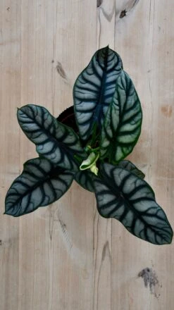 Alocasia Silver Dragon -Happy House Plants Sale Store 98bb8d 3c26d5eb44c8404d8956703d27dadb6c mv2