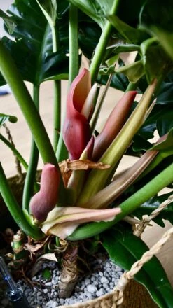 Philodendron Narrow | Tiger Tooth Plant -Happy House Plants Sale Store 98bb8d 3c3528cae94a495d88b1fb04750430c7 mv2