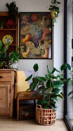 Rubber Plant (Ficus Elastica, Ficus Robusta) -Happy House Plants Sale Store 98bb8d 3c58ec463ab74d1a89182ff5d42086e6 mv2