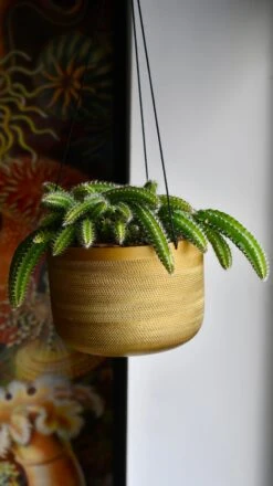 Selenicereus Validus -Happy House Plants Sale Store 98bb8d 3c6321c6345a4bd3bf182e01bd12b15f mv2