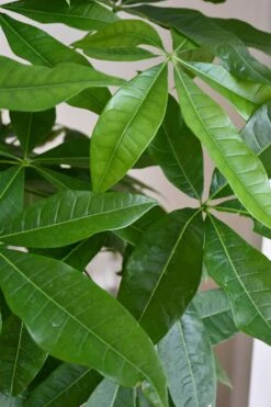 Mexican Fortune Tree (Pachira Aquatica) -Happy House Plants Sale Store 98bb8d 3cfb90d0ea9c419b87fa5e7948f5205d mv2 d 2848 4272 s 4 2