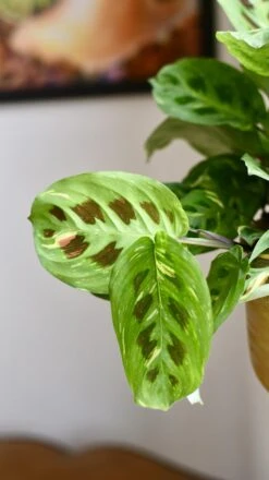 Maranta Leuconeura Kerchoveana | Maranta Fiesta | Prayer Plant -Happy House Plants Sale Store 98bb8d 3d2412b868114fbfa2038cc134764f4a mv2