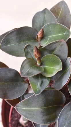 Black Velvet Jewel Orchid *rare* (Ludisia Discolor Black Velvet) -Happy House Plants Sale Store 98bb8d 3d57e691f2de49b397f0917d478cb780 mv2