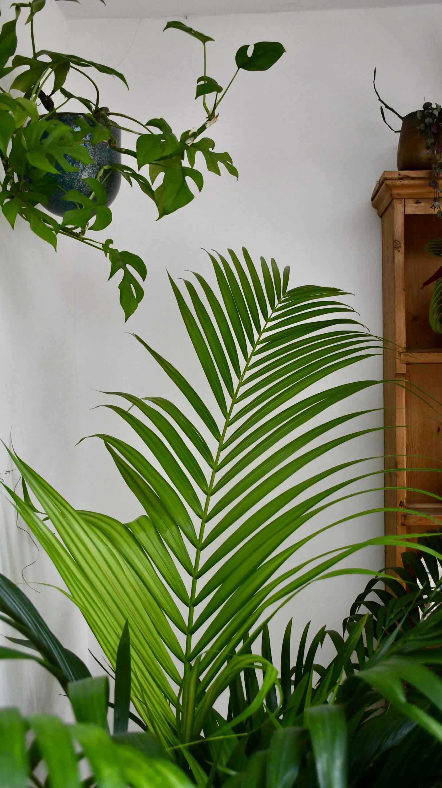 Extra Large Kentia Palm (Howea Forsterian, Thatch Palm) 2 Extra Large Kentia Palm (Howea Forsterian, Thatch Palm) - Image 2