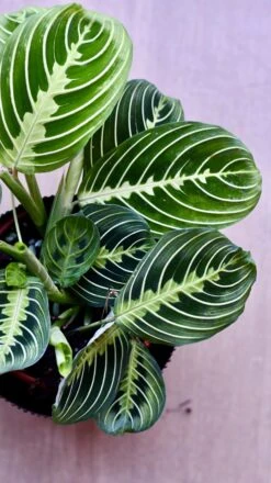 Large Maranta Leuconeura -Happy House Plants Sale Store 98bb8d 3e420235dc26404892cc2d032994edda mv2