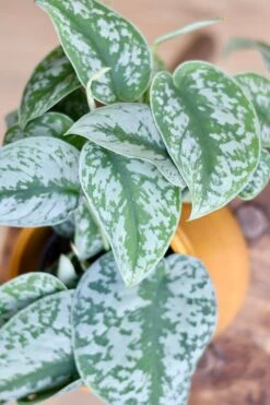 Happy House Plants Sale Store -Happy House Plants Sale Store 98bb8d 3e72724f616343a89235d698a3ff70be mv2 d 4272 2848 s 4 2