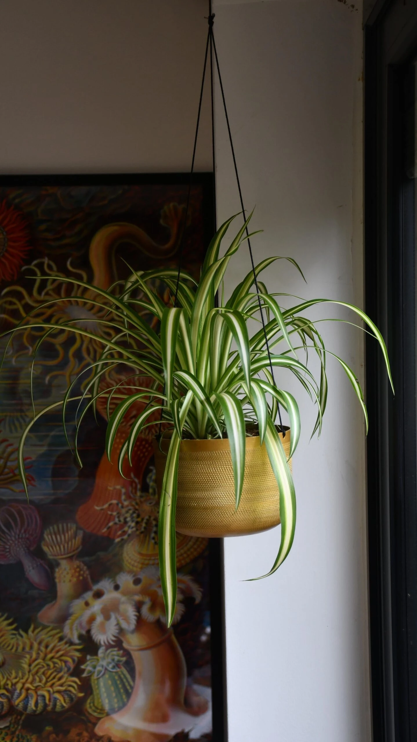 Chlorophytum Comosum, Spider Plant 3 Chlorophytum Comosum, Spider Plant - Image 3