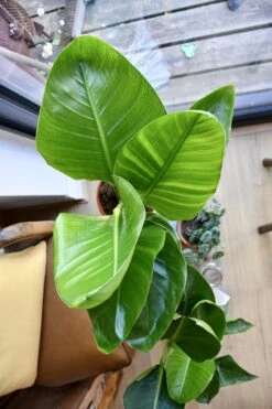 Strelitza Nicolai - White Bird Of Paradise -Happy House Plants Sale Store 98bb8d 3f62e4d2b0284759bda14da932544407 mv2