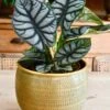 Alocasia Silver Dragon