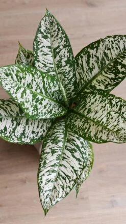Dieffenbachia White Etna *Rare* -Happy House Plants Sale Store 98bb8d 404c77677ed545a6857b7b090b1a51e1 mv2